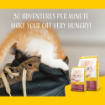 Josera Kitten complete cat food for pregnant and lactating cats lifestyle